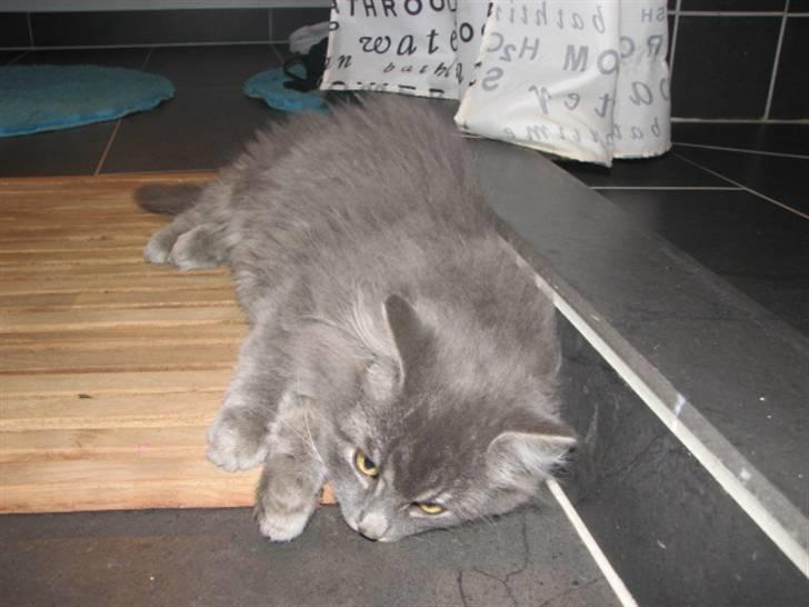 Blanding af racer Måffe  billede 4