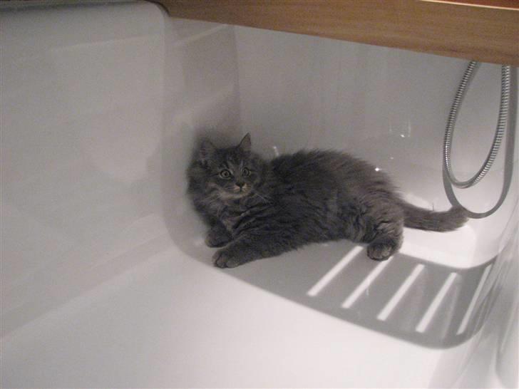 Blanding af racer Måffe  billede 5