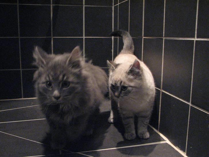 Blanding af racer Måffe  billede 6