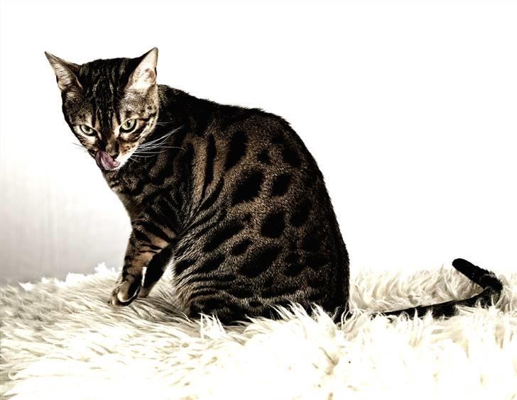 Bengal DK-Wild-diamond light in  billede 11