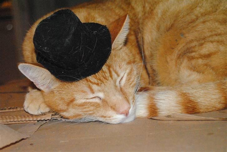 Huskat Fifi billede 8