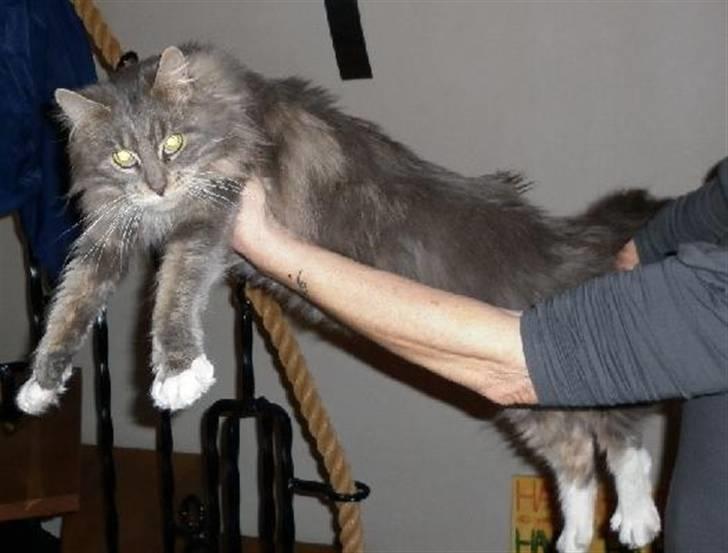 Maine Coon Jewel billede 11