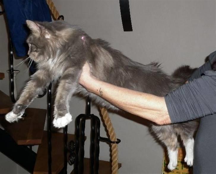 Maine Coon Jewel billede 12