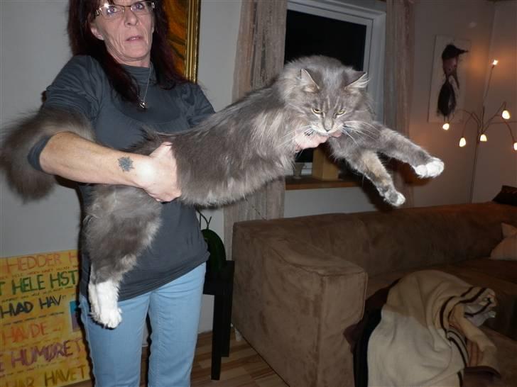 Maine Coon Jewel billede 13