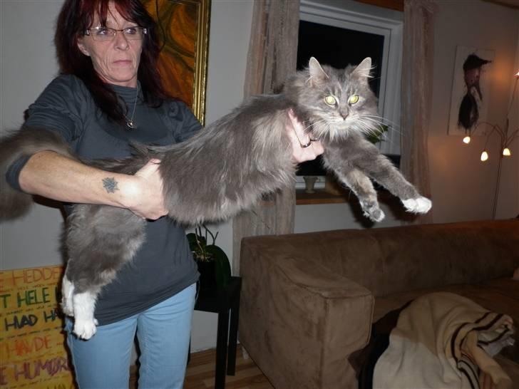 Maine Coon Jewel billede 14