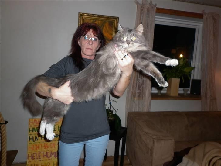 Maine Coon Jewel billede 15