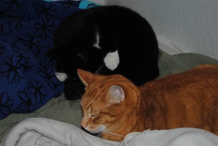 Huskat Guffe billede 9