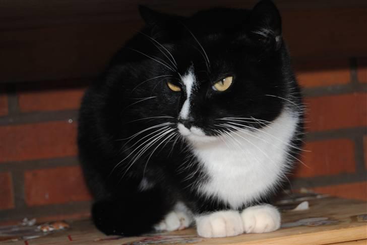 Huskat Guffe billede 10