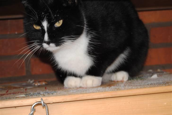 Huskat Guffe billede 11