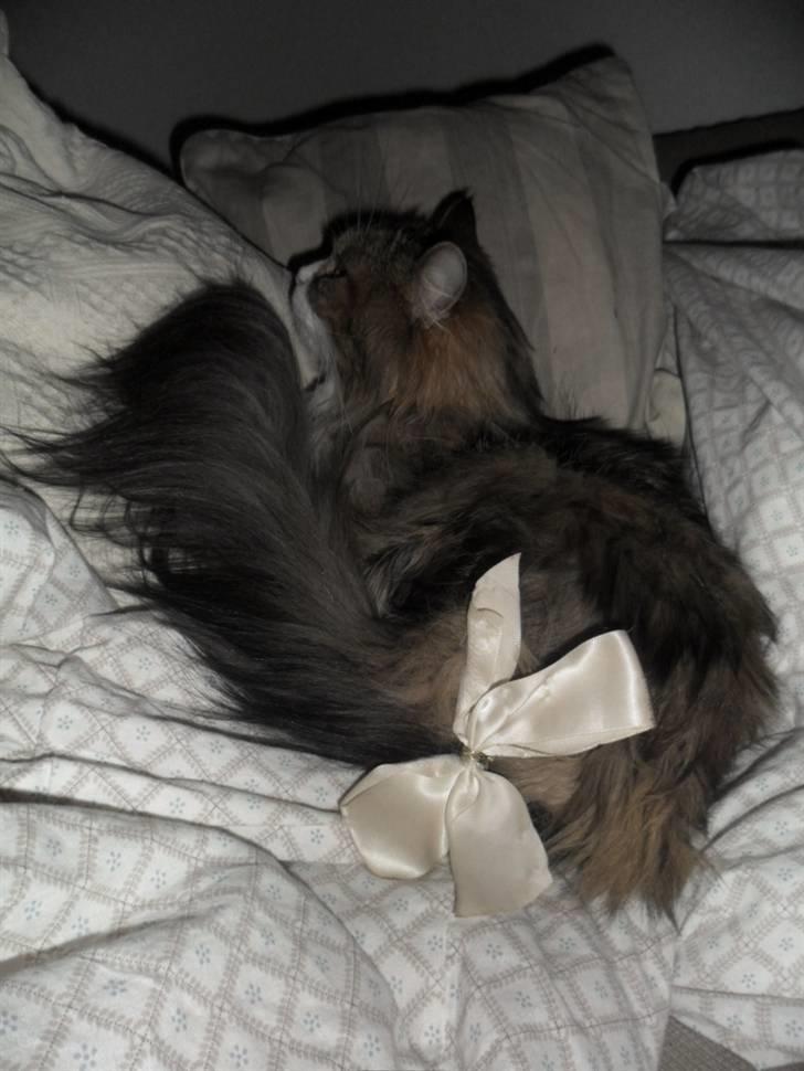 Blanding af racer Missi EFTERLYST - sløjfen på halen er fordi der kører en konkurrence med det tema (sløjfe på halen) her på kg, normalt sætter jeg ikke en sløjfe på halen af hende :) :)  billede 18