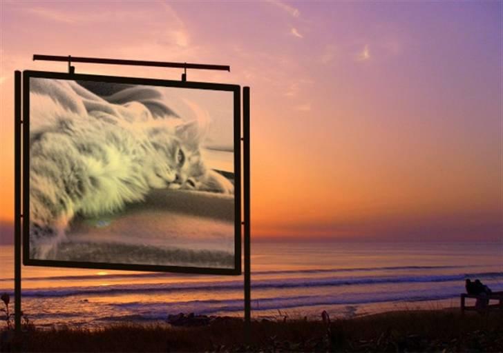 Blanding af racer Kalua - lidt leg billede 16