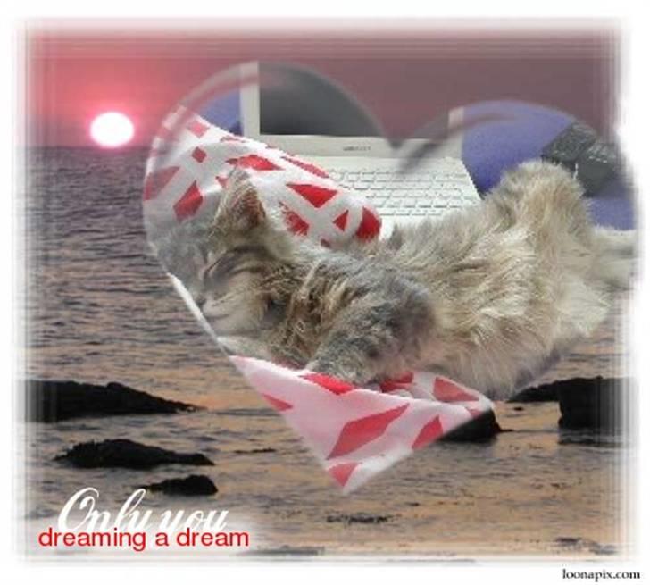 Blanding af racer Kalua billede 17