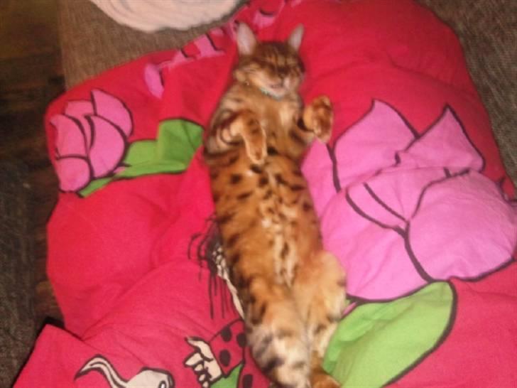 Bengal Barranco (Bailey) billede 6