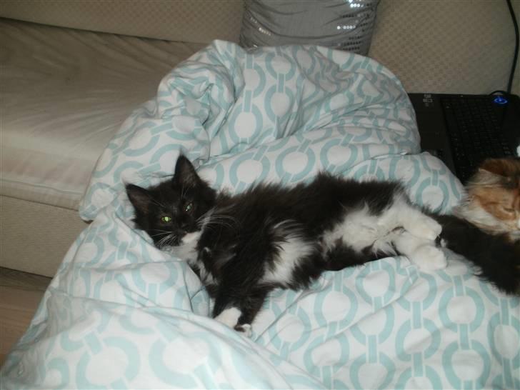 Norsk Skovkat Daisy . ER FLYTTET. billede 7