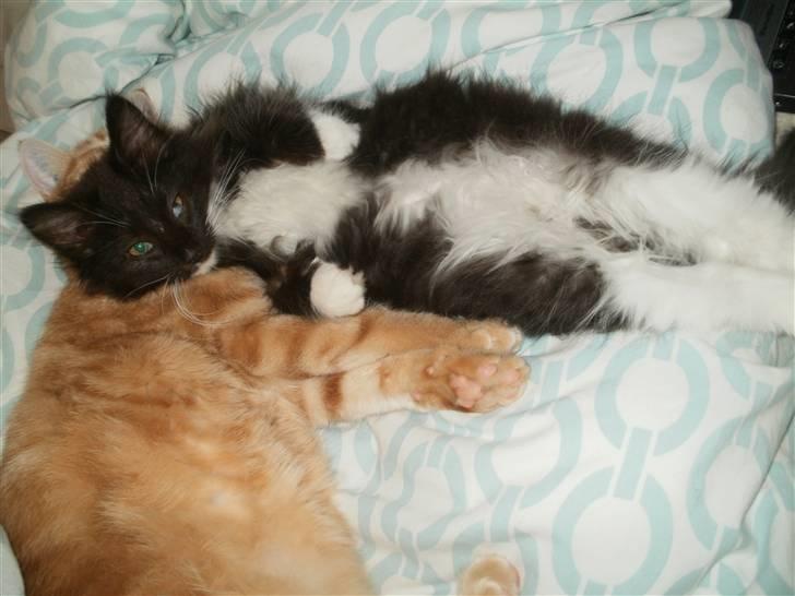 Norsk Skovkat Daisy . ER FLYTTET. billede 8