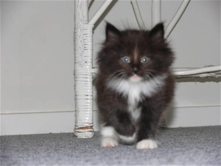 Norsk Skovkat Daisy . ER FLYTTET. billede 9