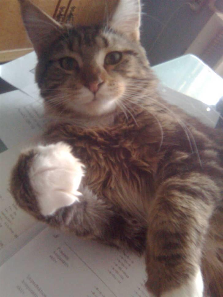 Maine Coon Noah #NoahBoah# - Kampklar! billede 11