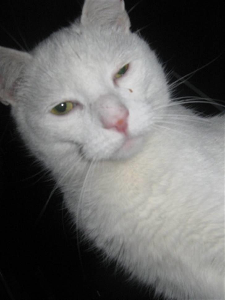 Huskat Bobber billede 1