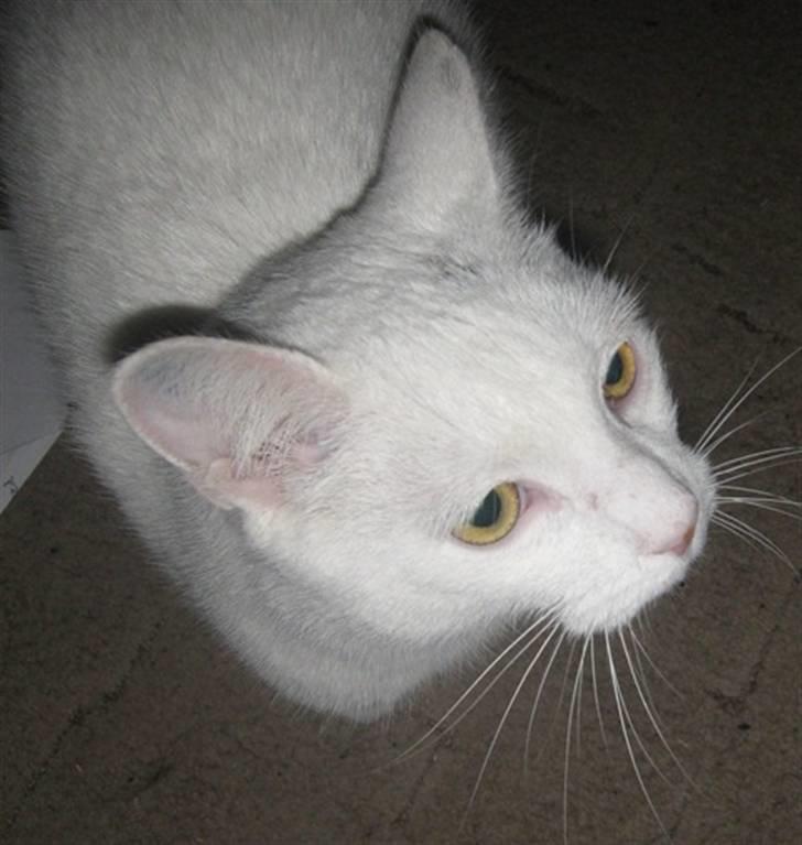 Huskat Bobber billede 2