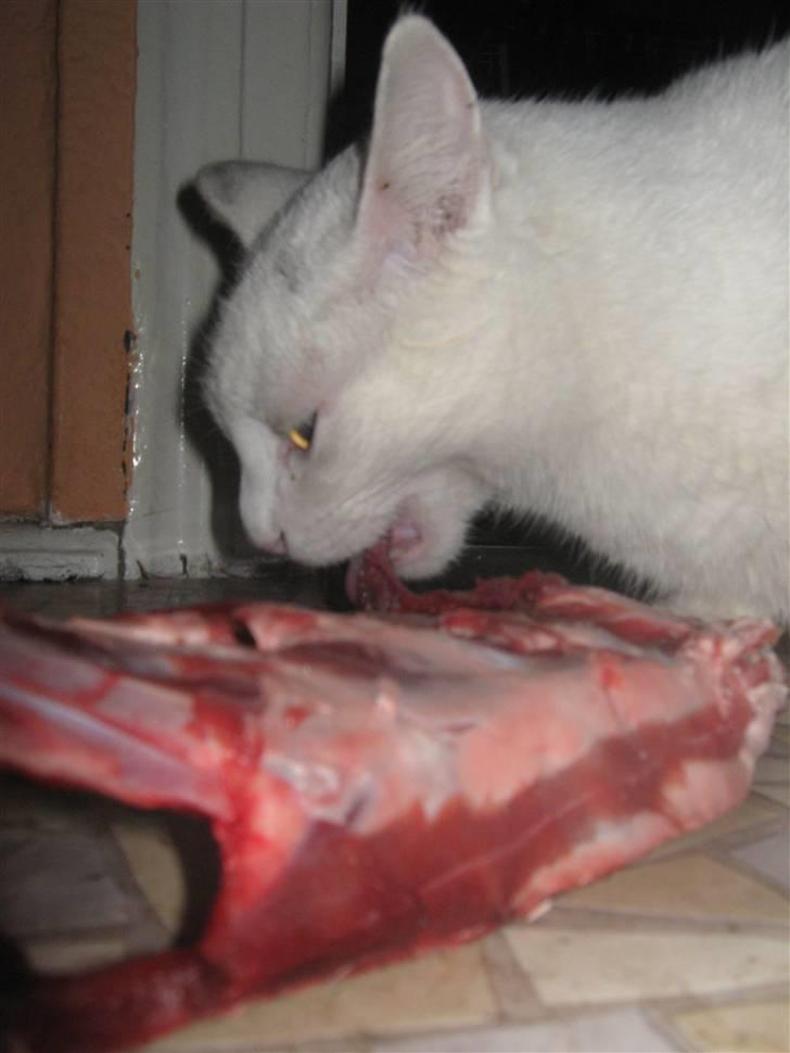 Huskat Bobber - bobber der spiser nogle rester af rådyr side billede 3