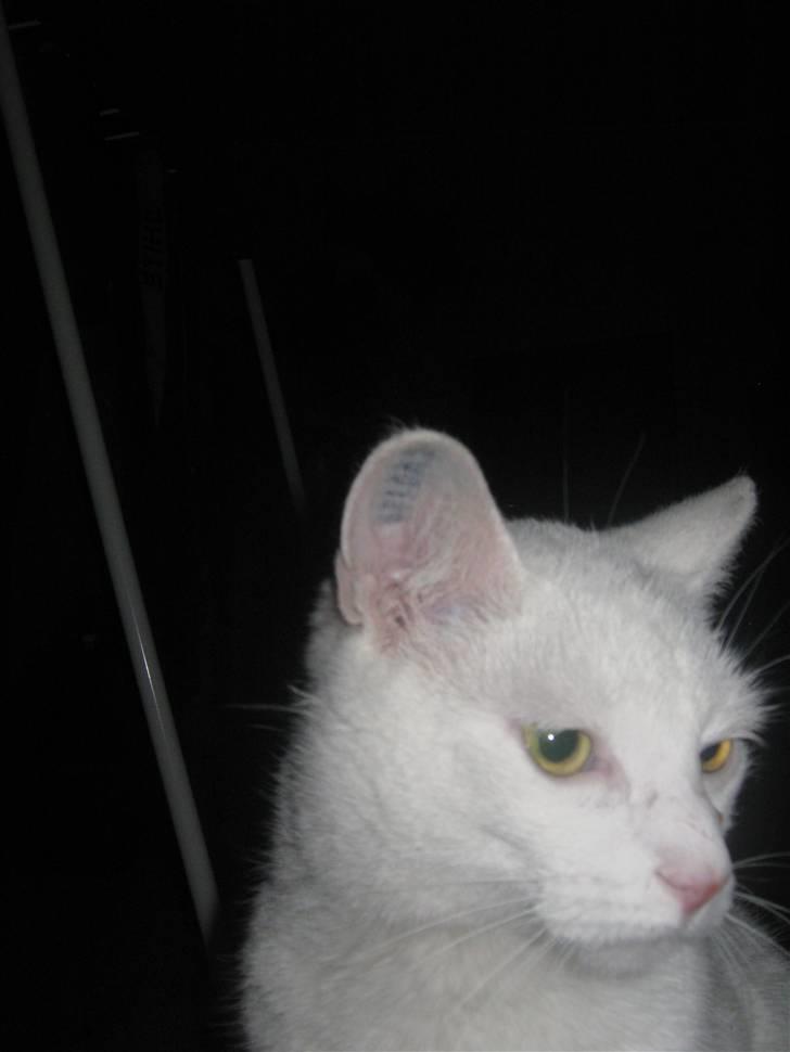 Huskat Bobber billede 4