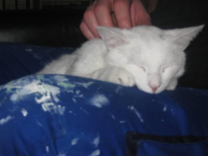 Huskat Bobber billede 5