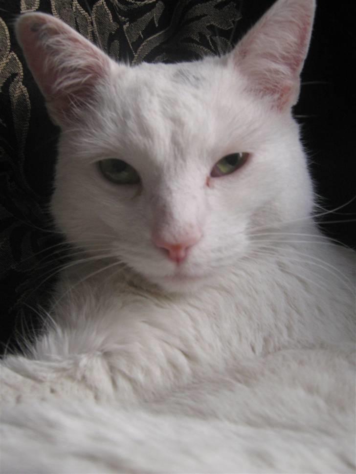 Huskat Bobber billede 6