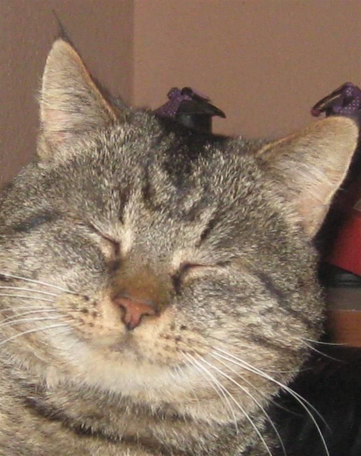 Blanding af racer Poker billede 1