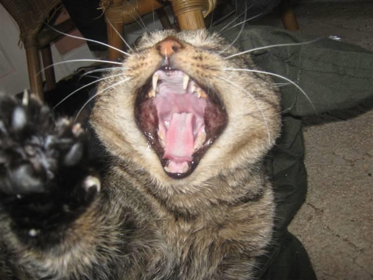 Blanding af racer Poker billede 2