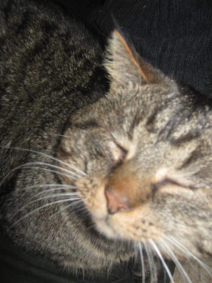 Blanding af racer Poker billede 3