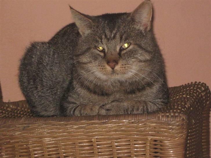 Blanding af racer Poker billede 4