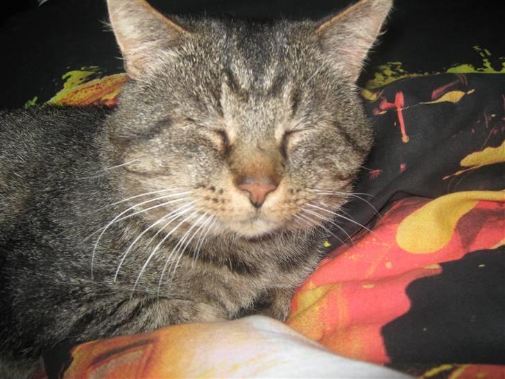 Blanding af racer Poker billede 5