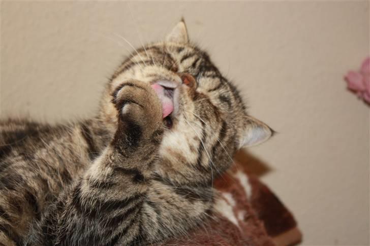 Exotic Sofus *18.09.2006 - 31.10.2012* billede 17