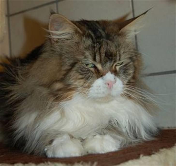 Maine Coon Lomacoon´s Getaway  - Getaway 1 dag efter hjemkomst billede 1