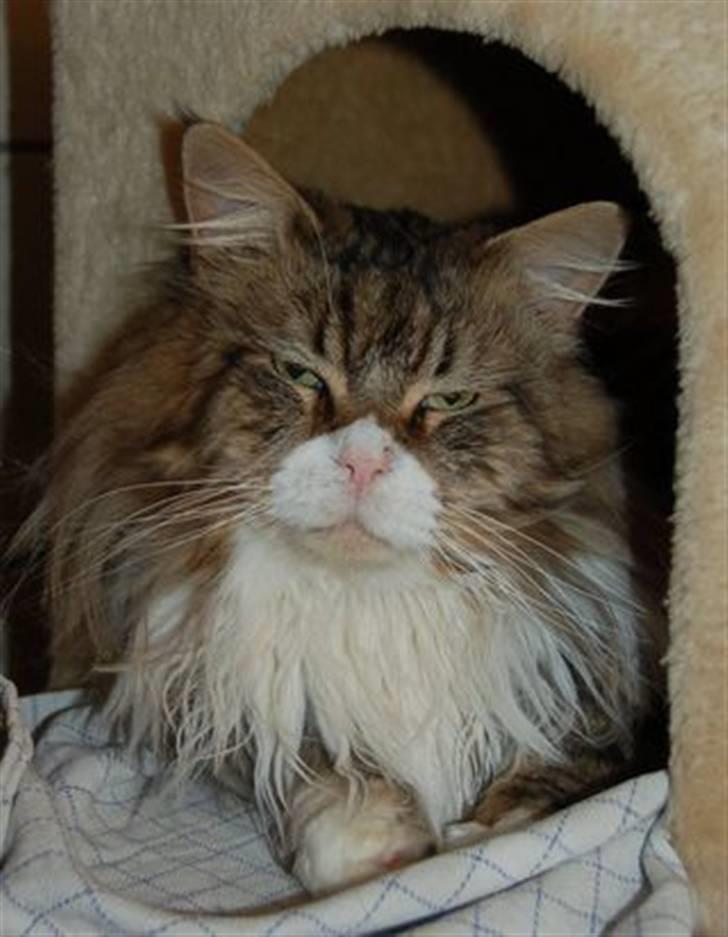 Maine Coon Lomacoon´s Getaway  - Getaway 1 dag efter hjemkomst billede 2