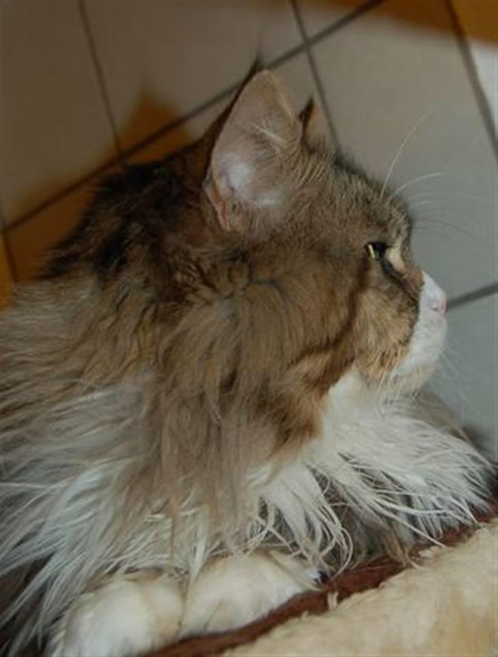 Maine Coon Lomacoon´s Getaway  - Getaway 1 dag efter hjemkomst billede 3