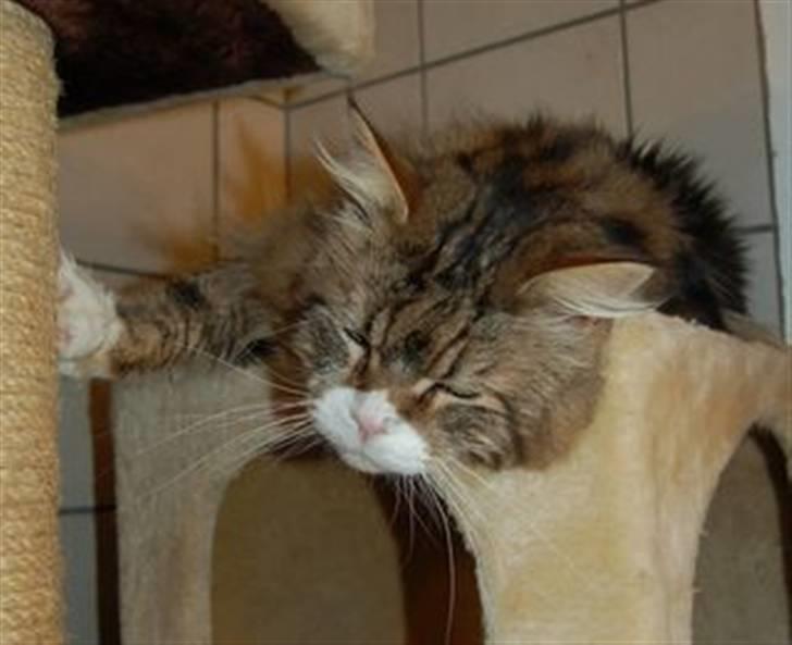 Maine Coon Lomacoon´s Getaway  - Getaway 1 dag efter hjemkomst billede 4