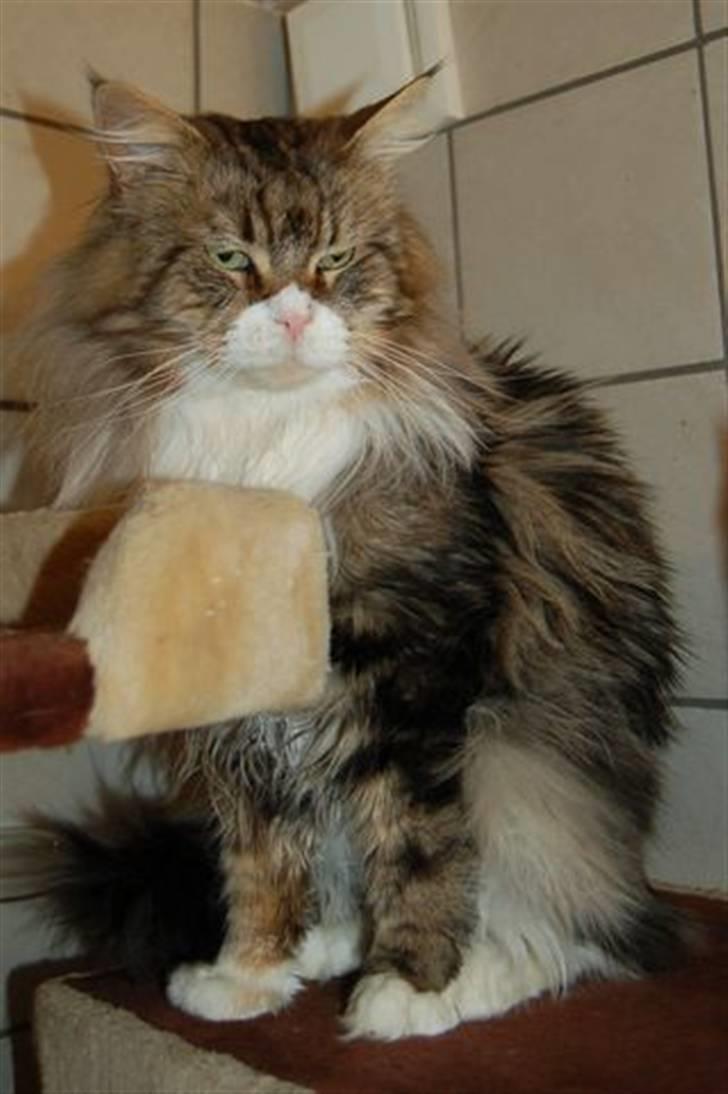 Maine Coon Lomacoon´s Getaway  - Getaway 1 dag efter hjemkomst billede 5