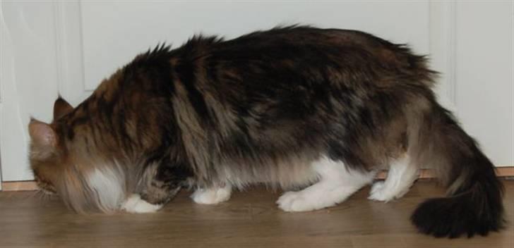 Maine Coon Lomacoon´s Getaway  - Getaway 2 dage efter hjemkomst billede 6