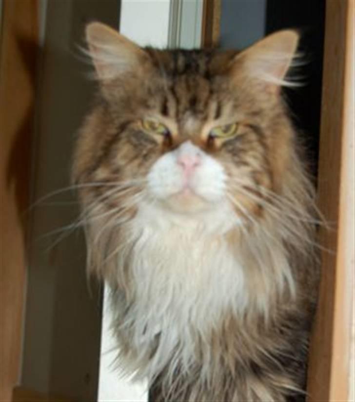 Maine Coon Lomacoon´s Getaway  - Getaway 2 dage efter hjemkomst billede 7