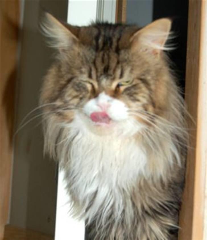 Maine Coon Lomacoon´s Getaway  - Getaway 2 dage efter hjemkomst billede 8