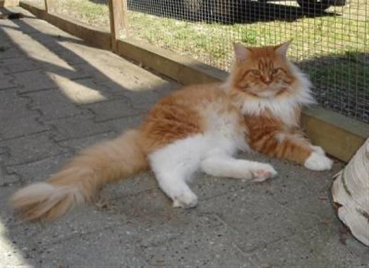 Maine Coon Lomacoon´s Getaway  - Hans far : Atlantacat´s Monticello of Lomacoon billede 9