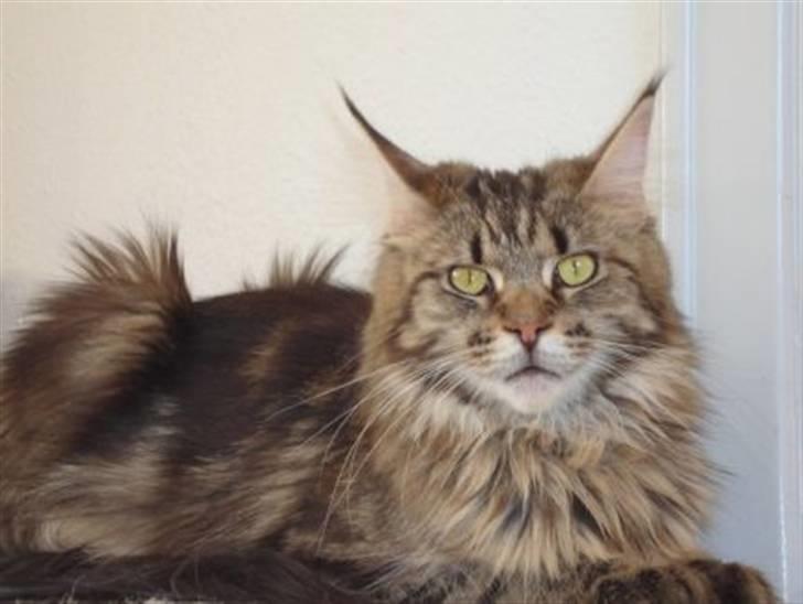 Maine Coon Lomacoon´s Getaway  - Hans mor : Lomacoon´s Tabitha billede 10