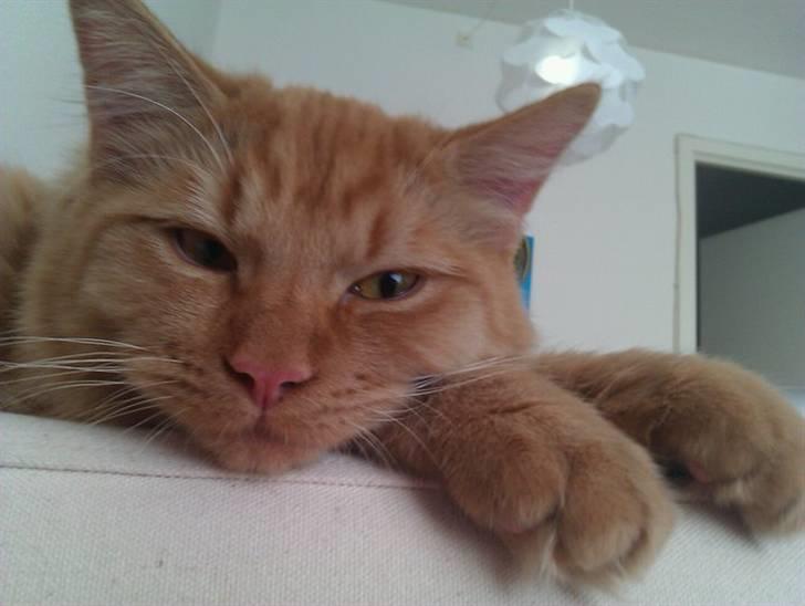 Blanding af racer Ludvig billede 14