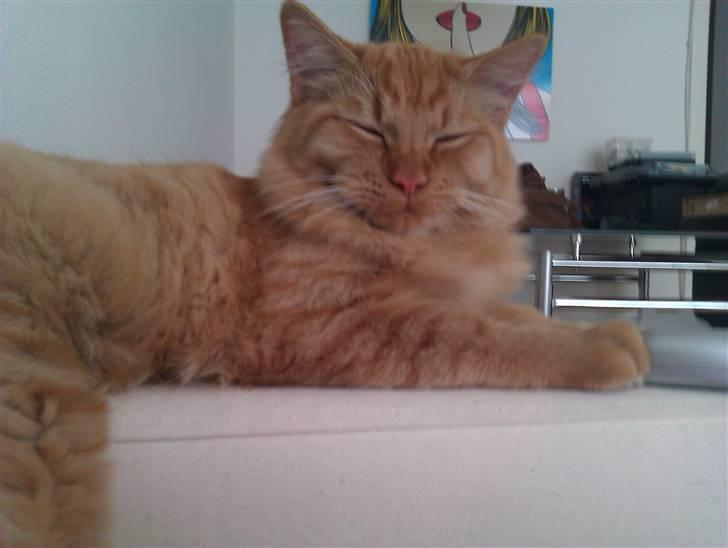 Blanding af racer Ludvig billede 15