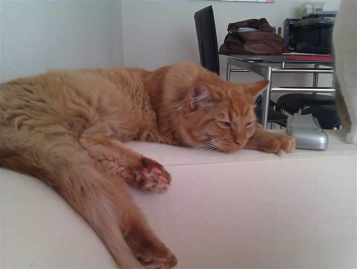 Blanding af racer Ludvig billede 12