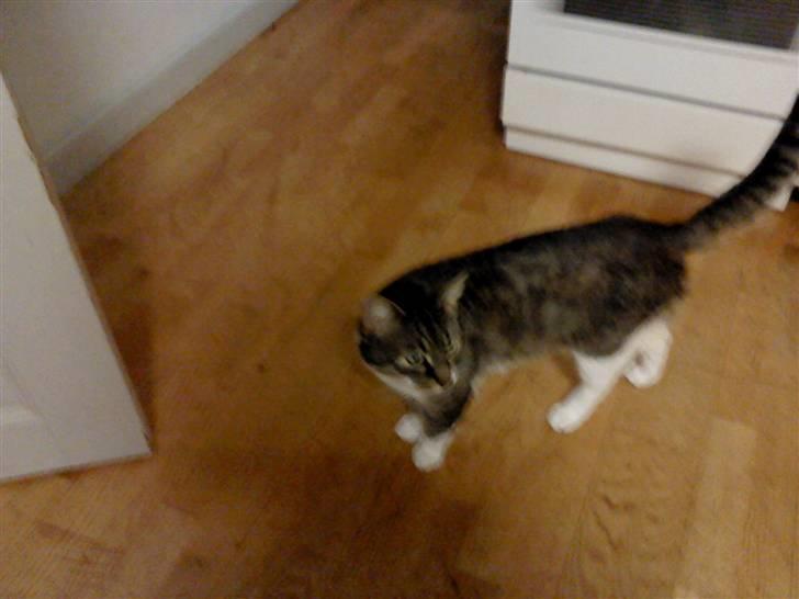 Huskat Piv  billede 9