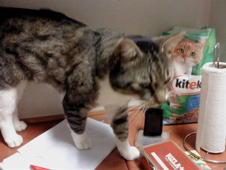 Huskat Piv  billede 10