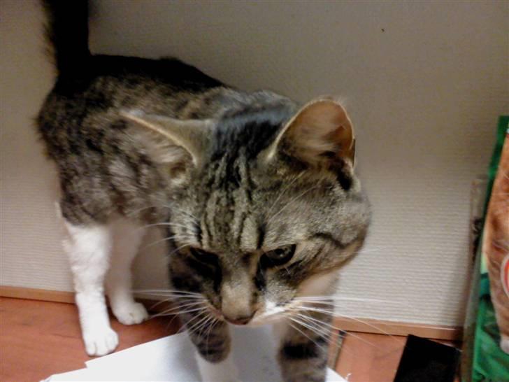 Huskat Piv  billede 11