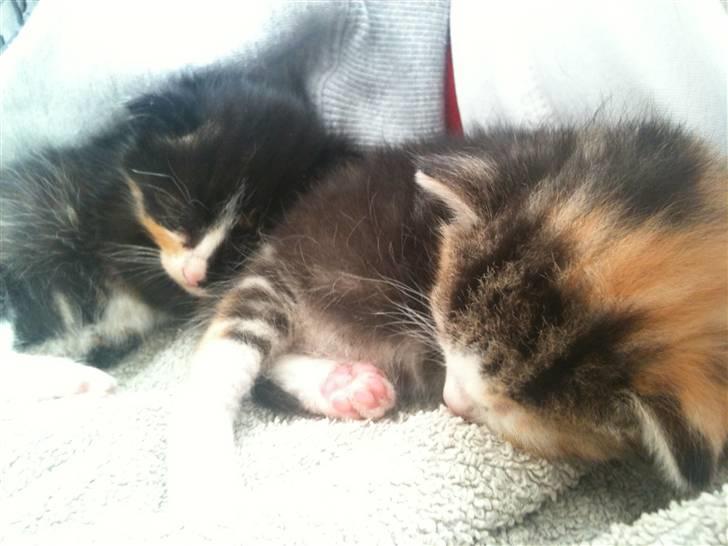 Huskat Tilde - Tilde og søster Tulle, som også blev flasket op fra 2 uger billede 2